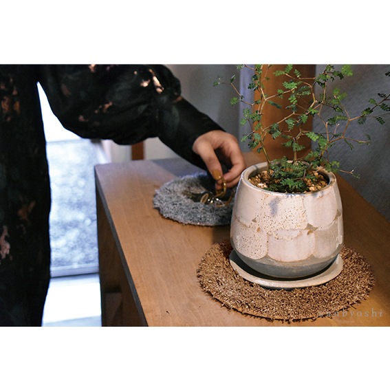 PLANTS' RUG (ץĥ饰)calmland