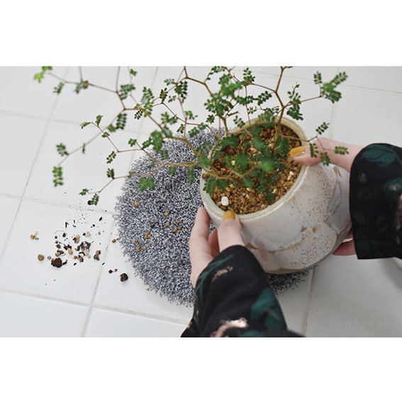 PLANTS' RUG (ץĥ饰)calmland