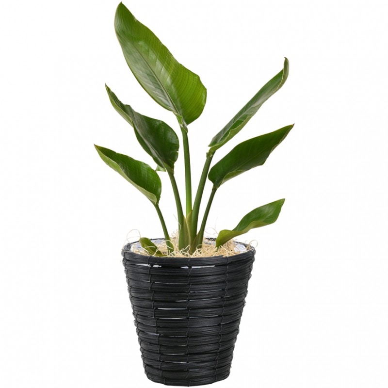 オーガスタ 6号鉢 スライズウッドバスケット 観葉植物 観葉植物 手ごろな大きさの観葉植物 安心と感動を送る フラワーギフト 花のギフト社