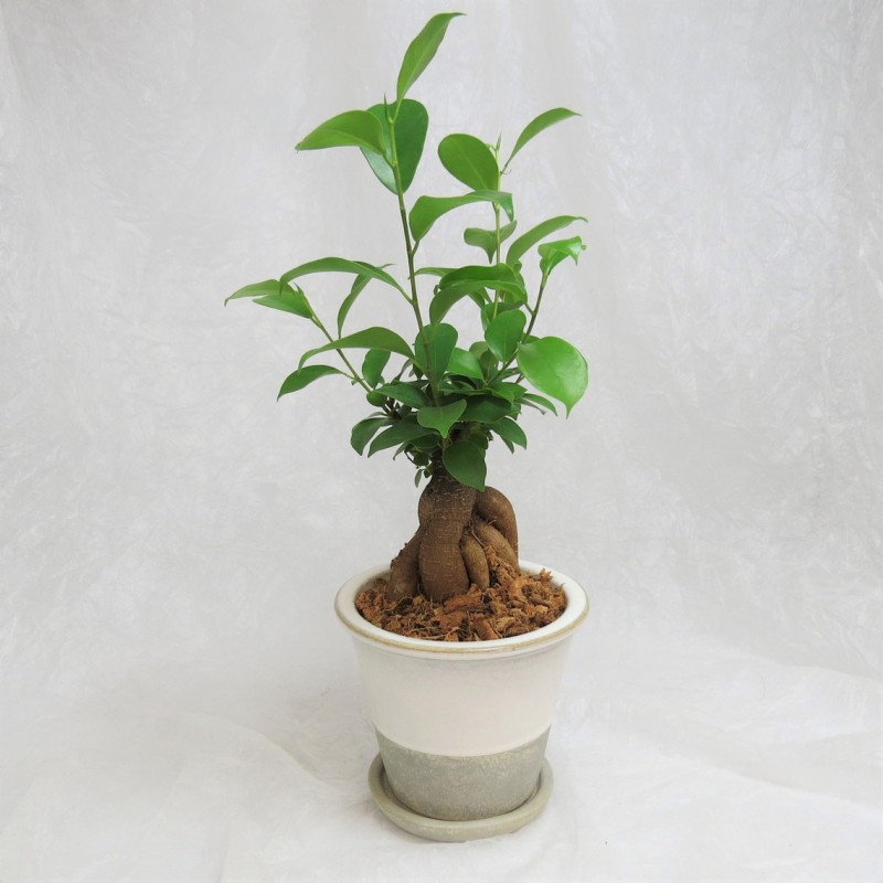 ������ޥ� ���ھ�ƫ��ȭ�֥����ʥݥåȡץۥ磻�� ���տ�ʪ