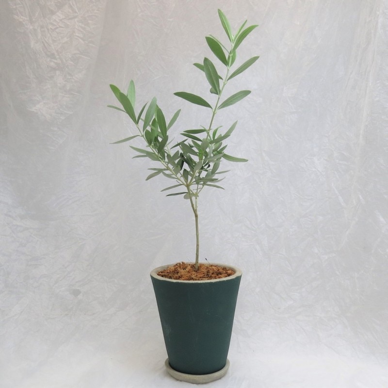 ���꡼�� ���ھ�ƫ��ȭ�ֹ��ġץ��꡼�� ���տ�ʪ