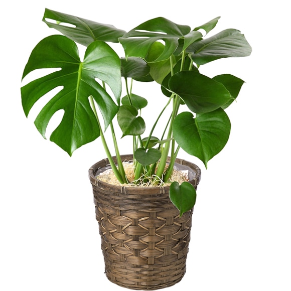 モンステラ 鉢植え もんすてら 観葉 植物 6号 観葉植物 室内用