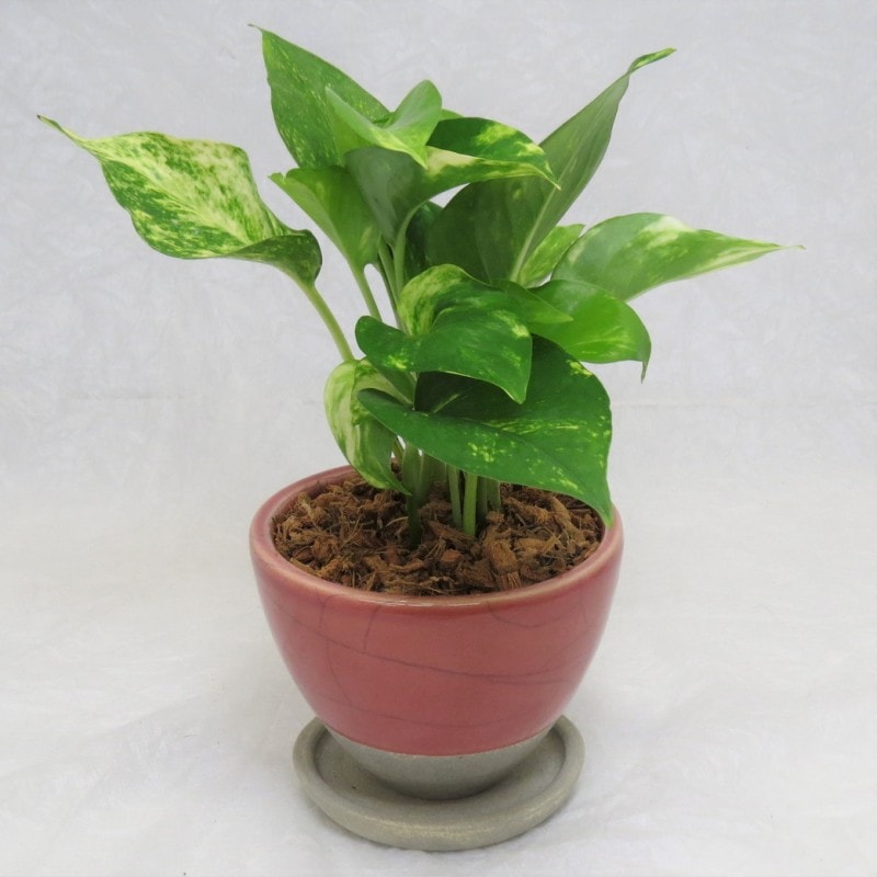 �ݥȥ� ���ھ�ƫ��ȭ�֥��ϥݥåȡץԥ� ���տ�ʪ