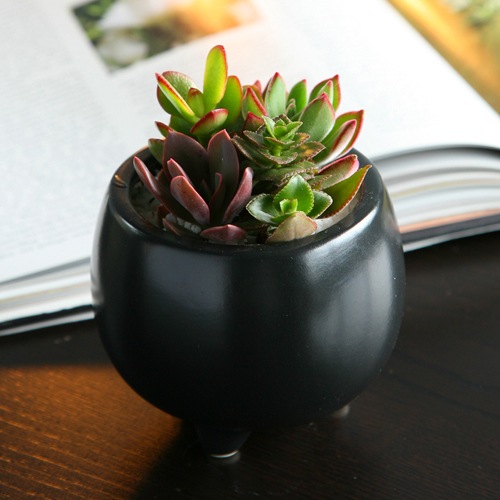 ¿����ʪ ƫ��󤻿��� ����