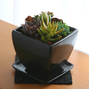 ¿����ʪ ƫ��󤻿��� ���ͳ�