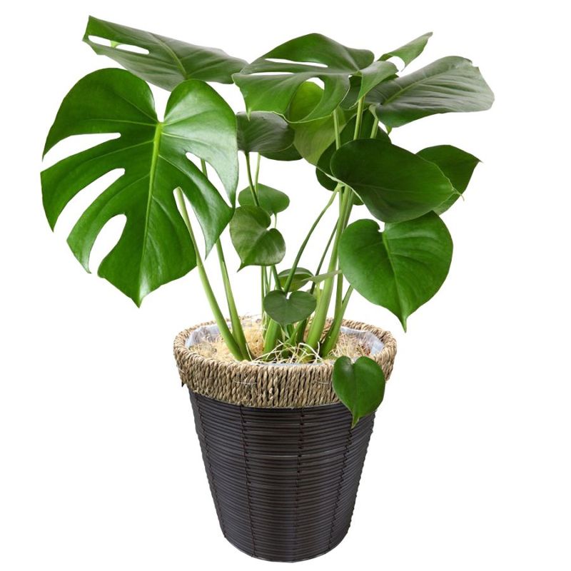 モンステラ 鉢植え もんすてら 観葉 植物 6号 観葉植物 室内用 本物