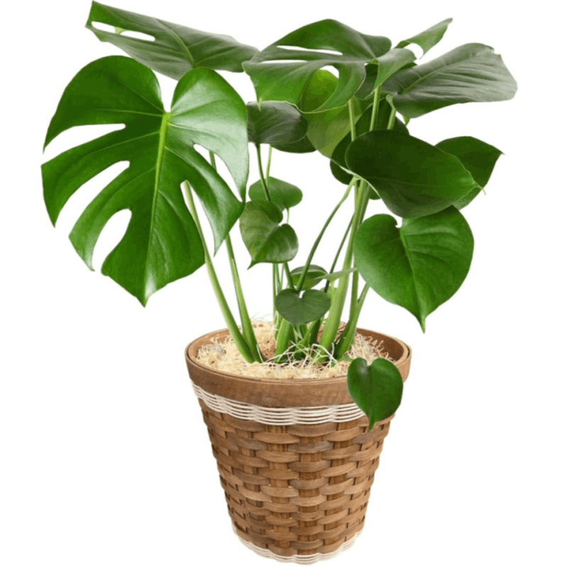 モンステラ 鉢植え もんすてら 観葉 植物 6号 観葉植物 室内用 本物