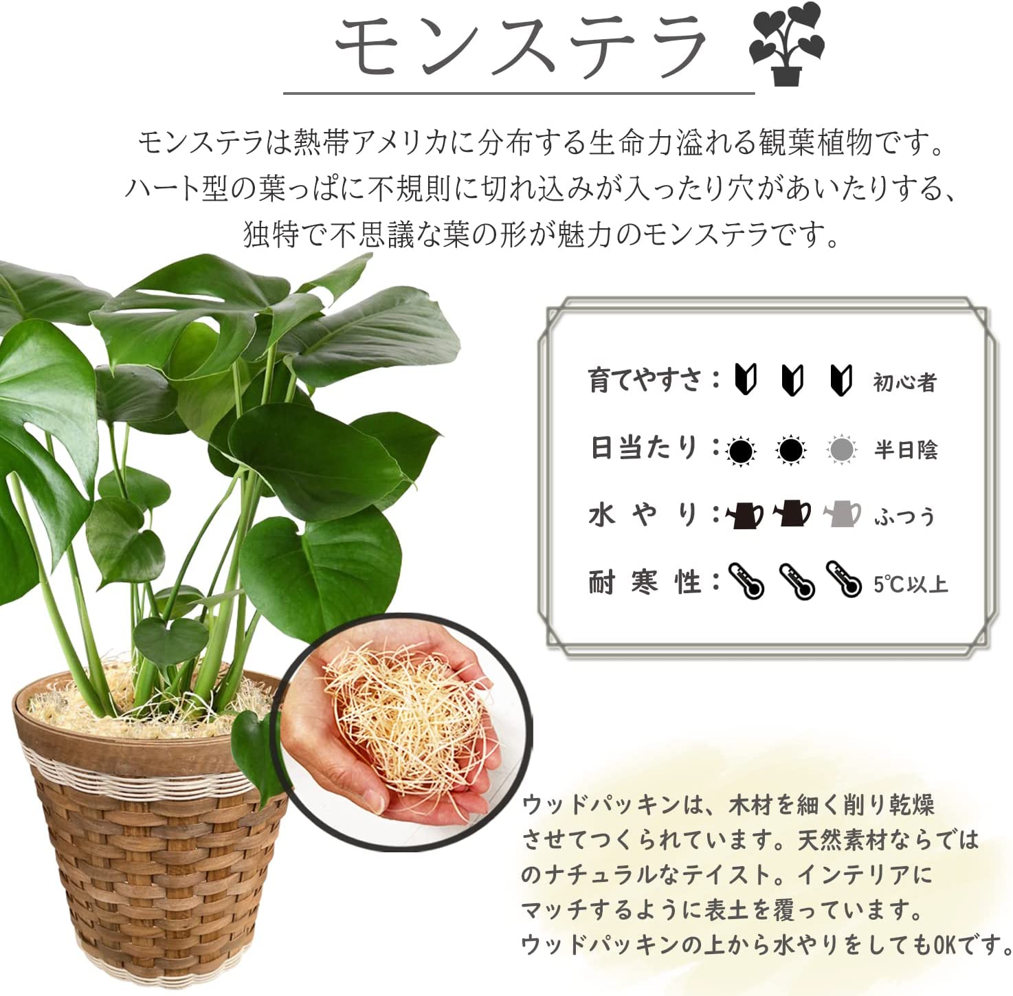 モンステラ 鉢植え もんすてら 観葉 植物 6号 観葉植物 室内用 本物