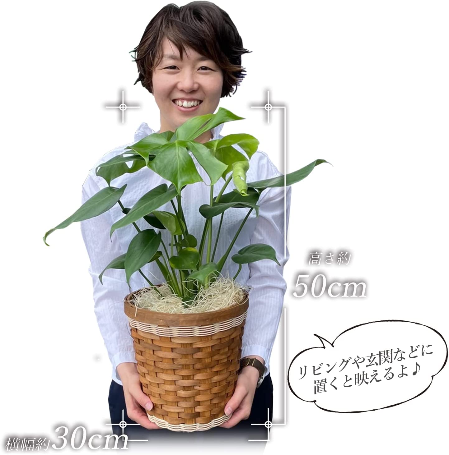 モンステラ　ミント　6号鉢 モンステラ ミント 6号鉢 モンステラ 6号白角鉢 - QVC.jp