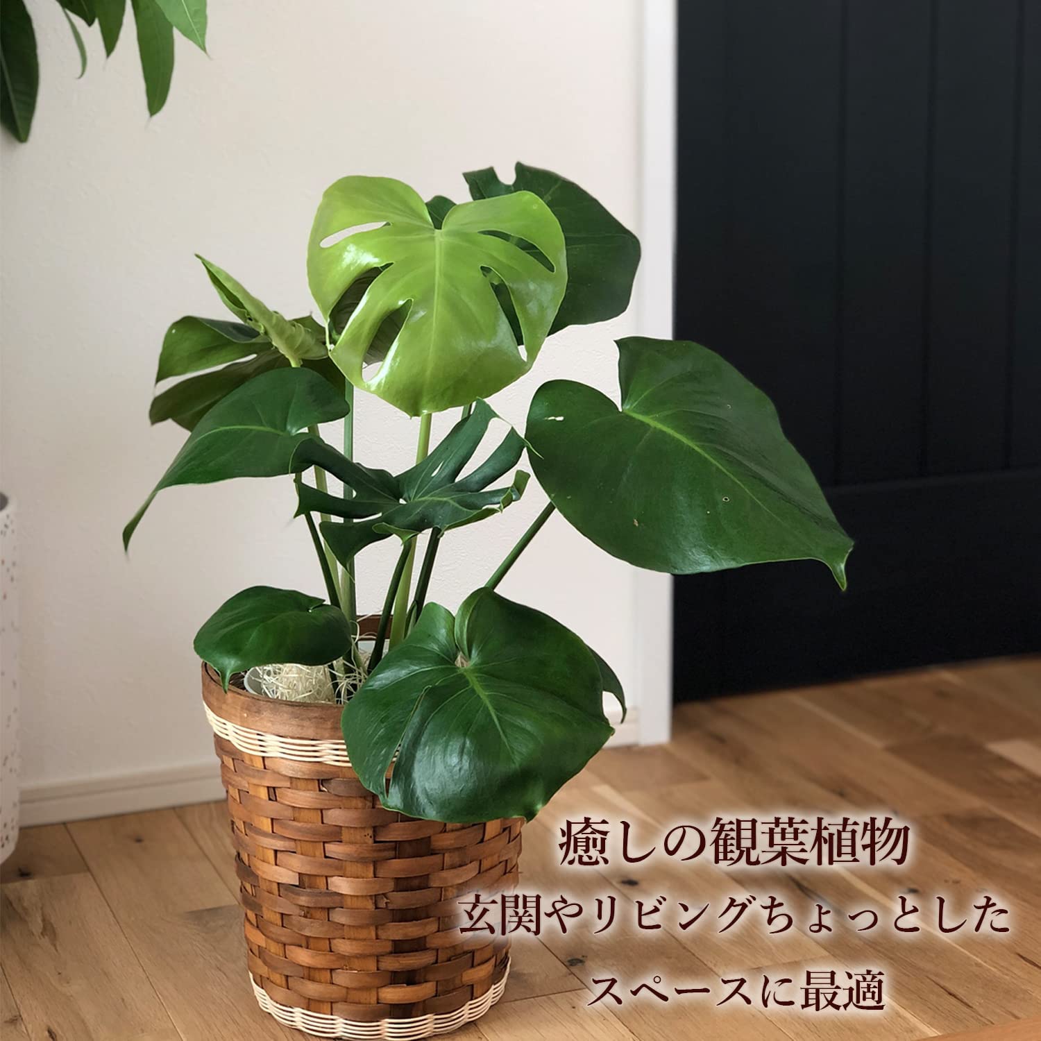 専用です。モンステラ 。大型。観葉植物 。鉢ごと無料で発送致します