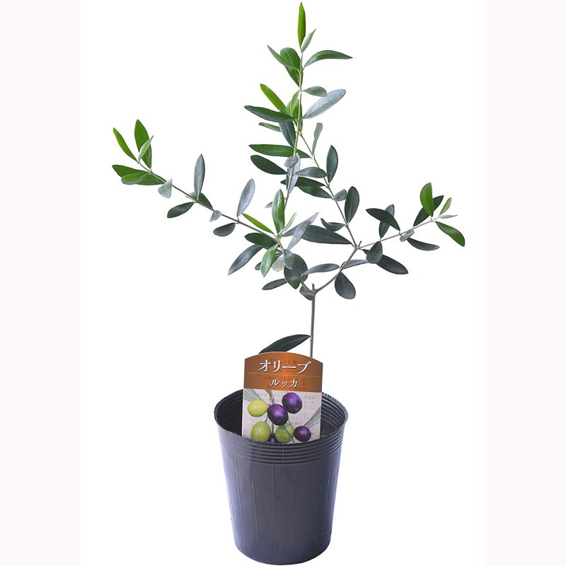 ꡼  ꡼֤ ȭ 3.5ȭ (å)