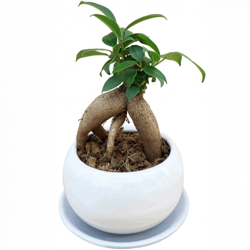 ޥ ޥȭ ¿ ޥ ޤ ߥ˴տʪ 