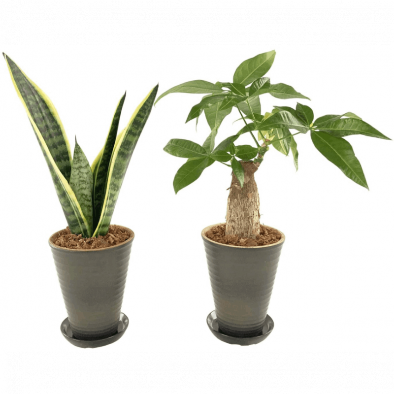 �ѥ��� ���󥹥٥ꥢ 2�ĥ��å� 4��ȭ ȭ���� ƫ��ȭ ���տ�ʪ ����ƥꥢ���꡼��