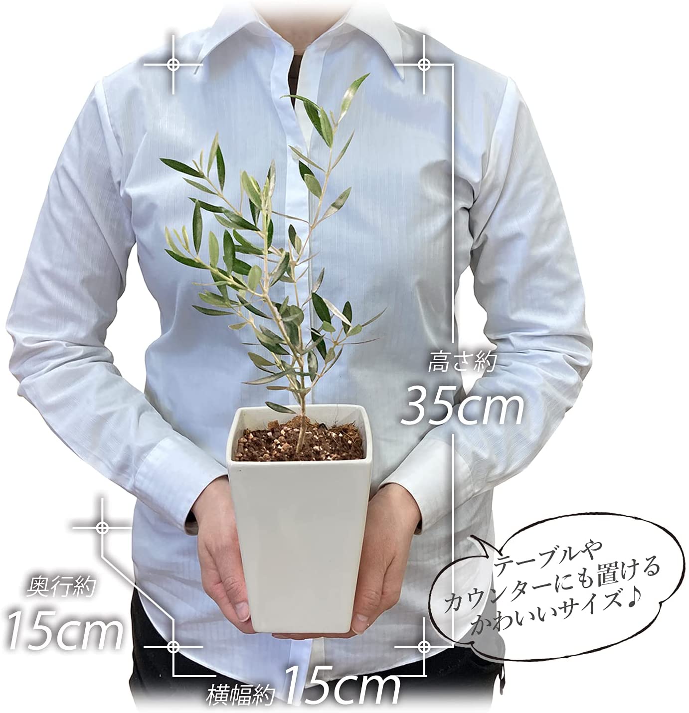 新生活 オリーブ 4号 鉢植え 観葉植物 グリーン 陶器鉢 誕生日