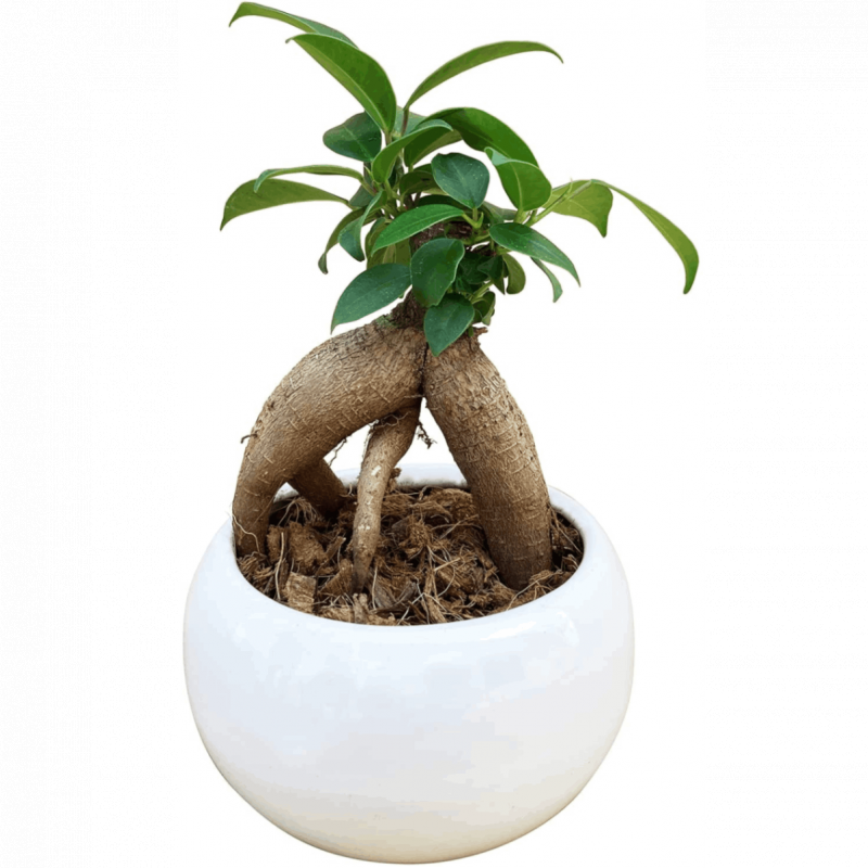 ޥ ޥȭ ¿ ޥ ޤ ߥ˴տʪ 