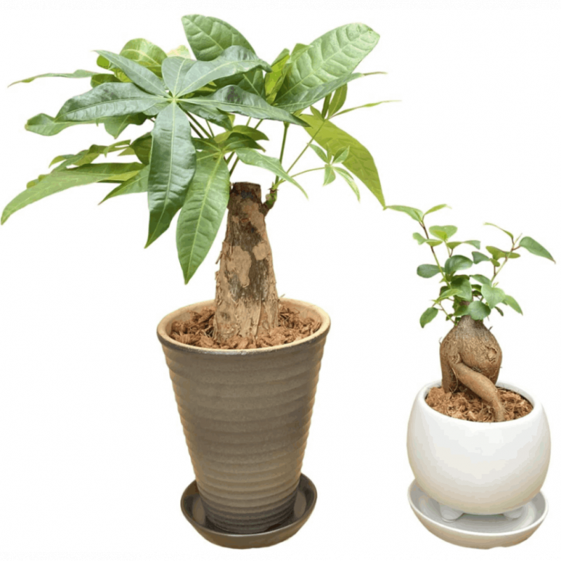 ������ޥ� ��ƫ�� �ߥ˥ѥ��� ȭ���� 2�ĥ��å� ¿������ ȯ��� �ߥ˴��� ȭ����