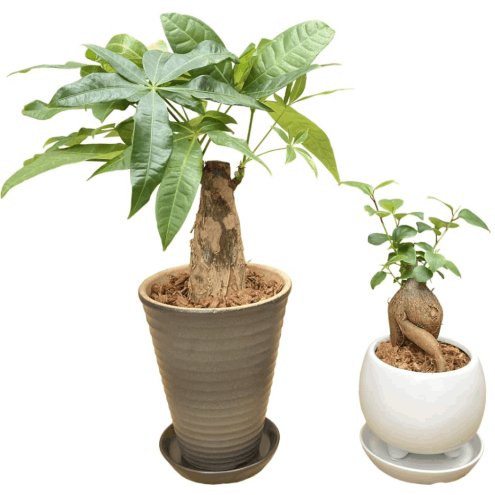 運気UP ガジュマルの木 5号 陶器鉢 ピック付 観葉植物