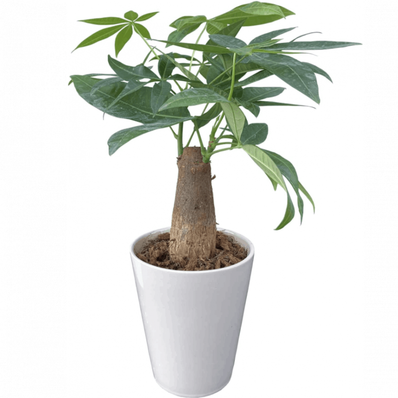 �ѥ��� ���տ�ʪ ��ʪ ������� �Ѥ��� �ߥ˴��տ�ʪ �ߥ� �ѥ������ ���� ��ʪ