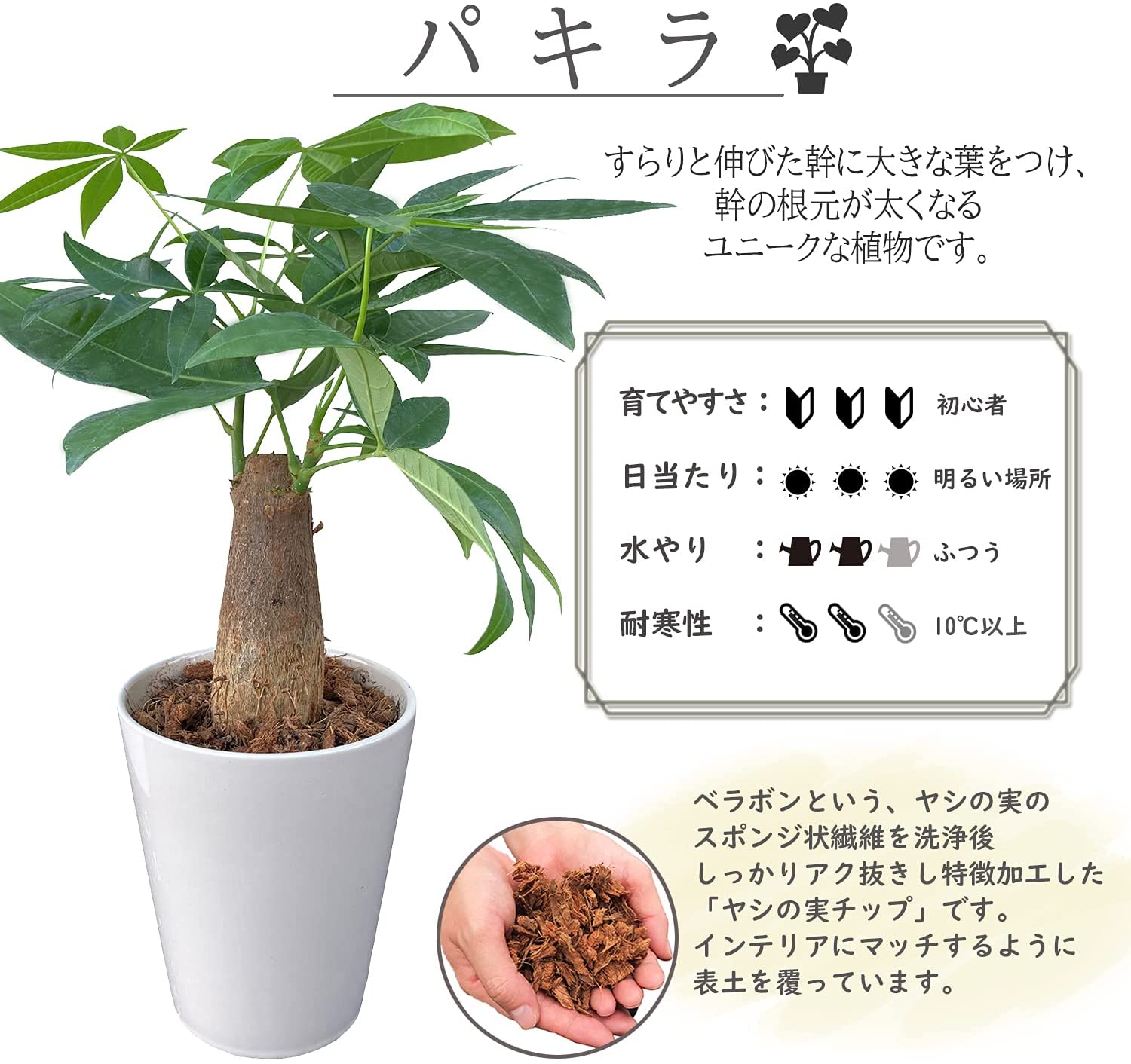 パキラ 観葉植物 本物 おしゃれ ぱきら ミニ観葉植物 ミニ パキラの木 