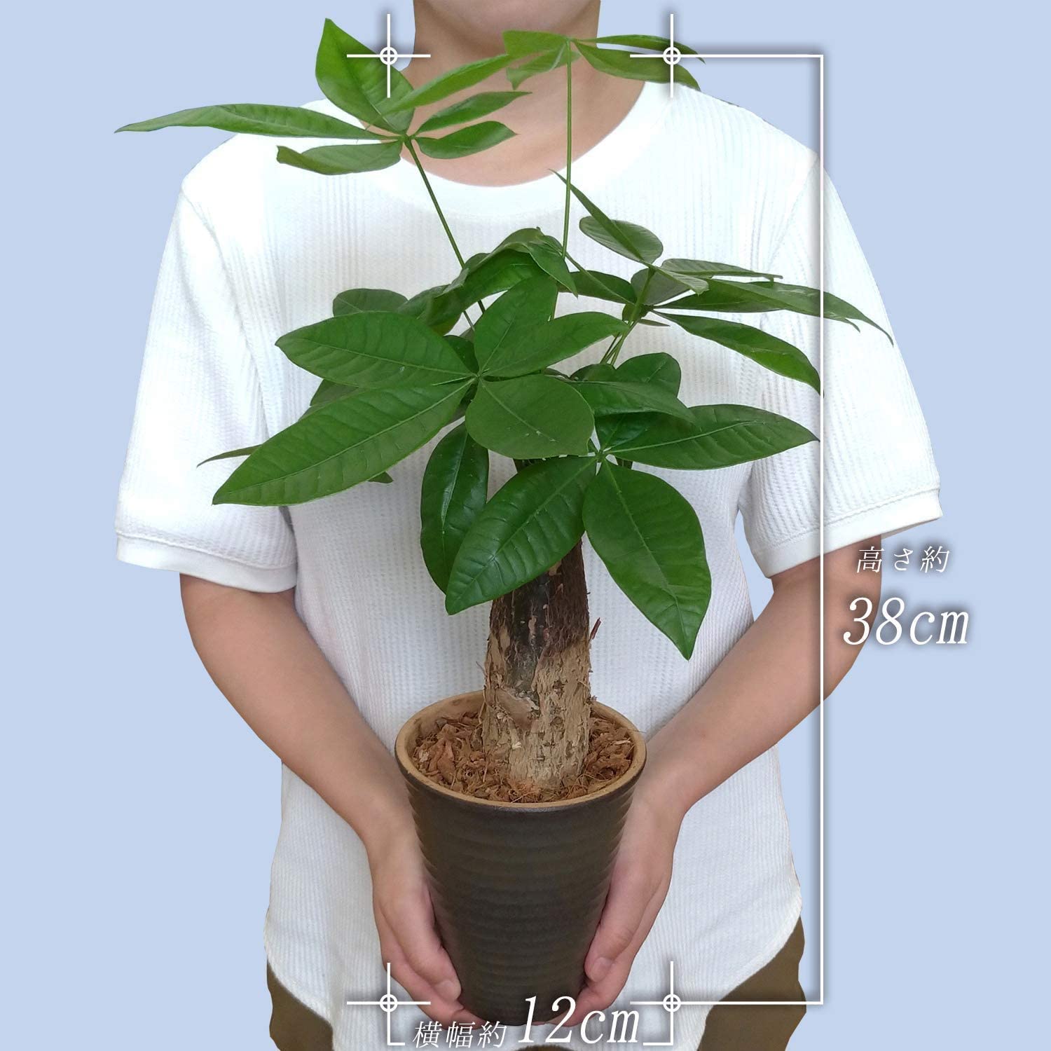 パキラ ユッカ 2個セット 4号鉢 鉢皿付き 陶器鉢植 観葉植物