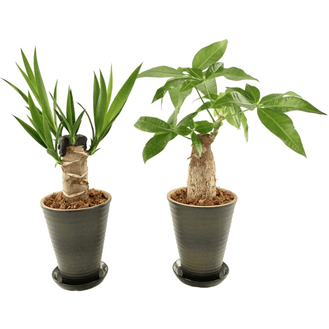 パキラ ユッカ 2個セット 4号鉢 鉢皿付き 陶器鉢植 観葉植物