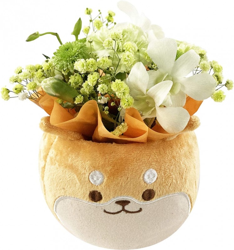 �Ƹ������ ������ �ץ쥼��� ���� ���󤸤礦�� ����󥸥��ȥե� �����
