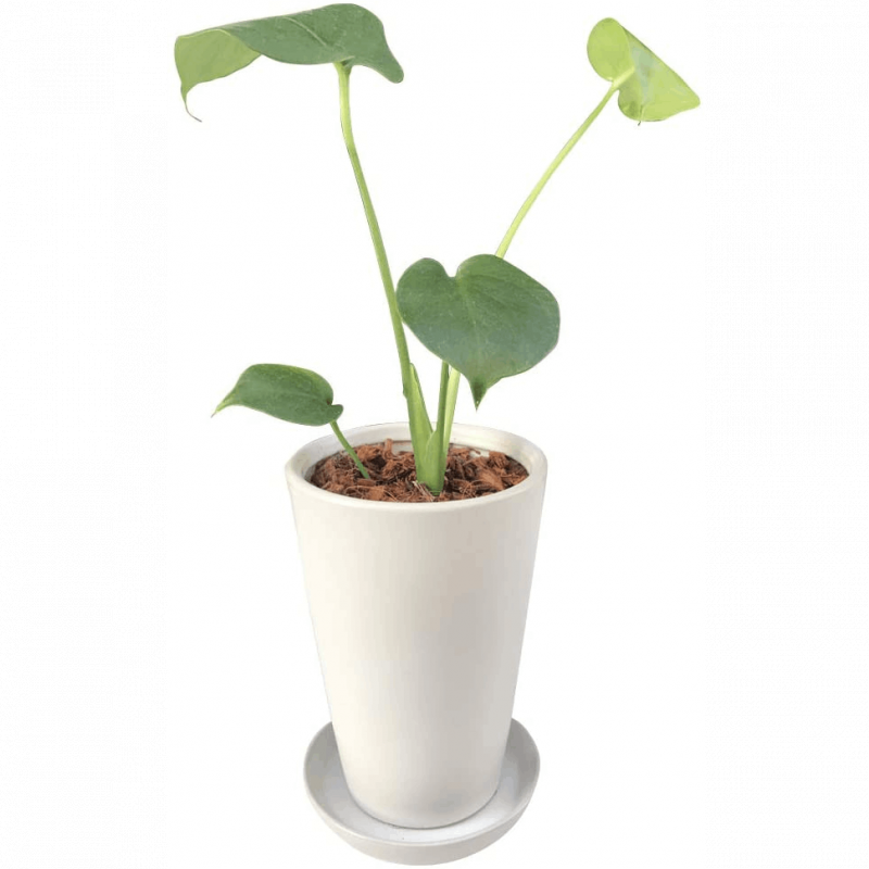 ��󥹥ƥ� �ҥ��󥹥ƥ� �ߥ˴��տ�ʪ ��󥹥ƥ�ȭ����