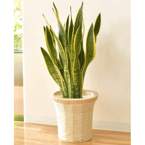 サンスベリア　特大サイズ　美形　観葉植物　ACTUS アクタス サンスベリア 特大サイズ 美形 観葉植物 ACTUS アクタス 2025年最新