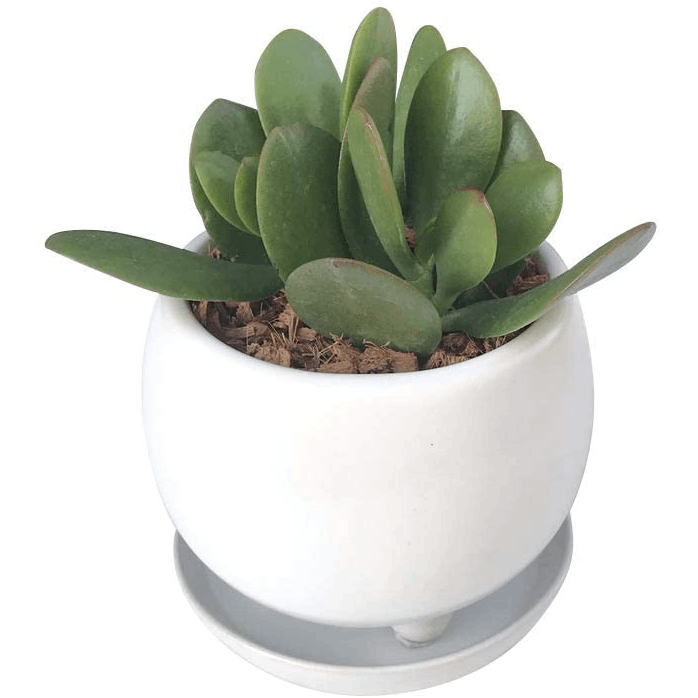 お金のなる木 金のなる木 花月 多肉植物 観葉植物 鉢植え 誕生日