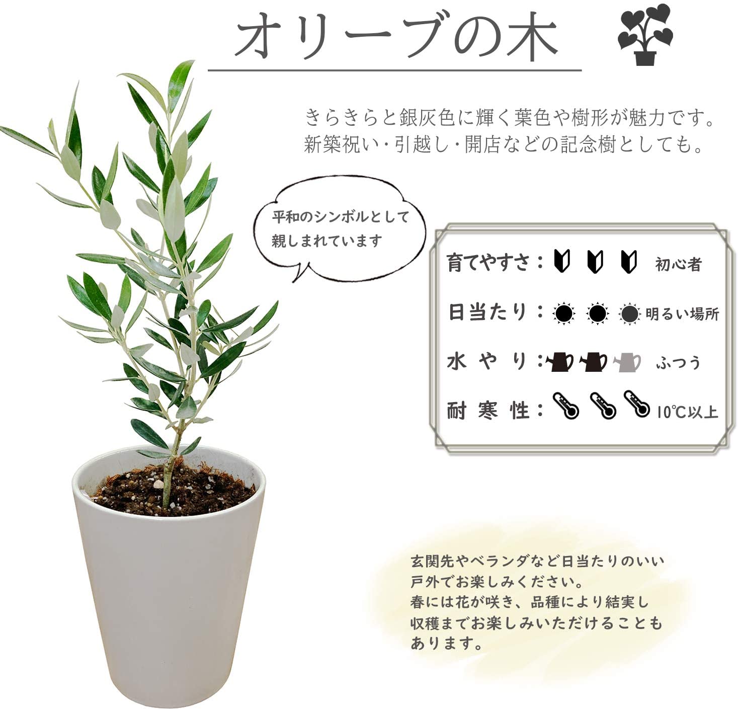 姫オリーブ　盆栽　4号陶器鉢つき　① 新生活 オリーブ 4号 鉢植え 観葉植物 インテリア グリーン 陶器鉢