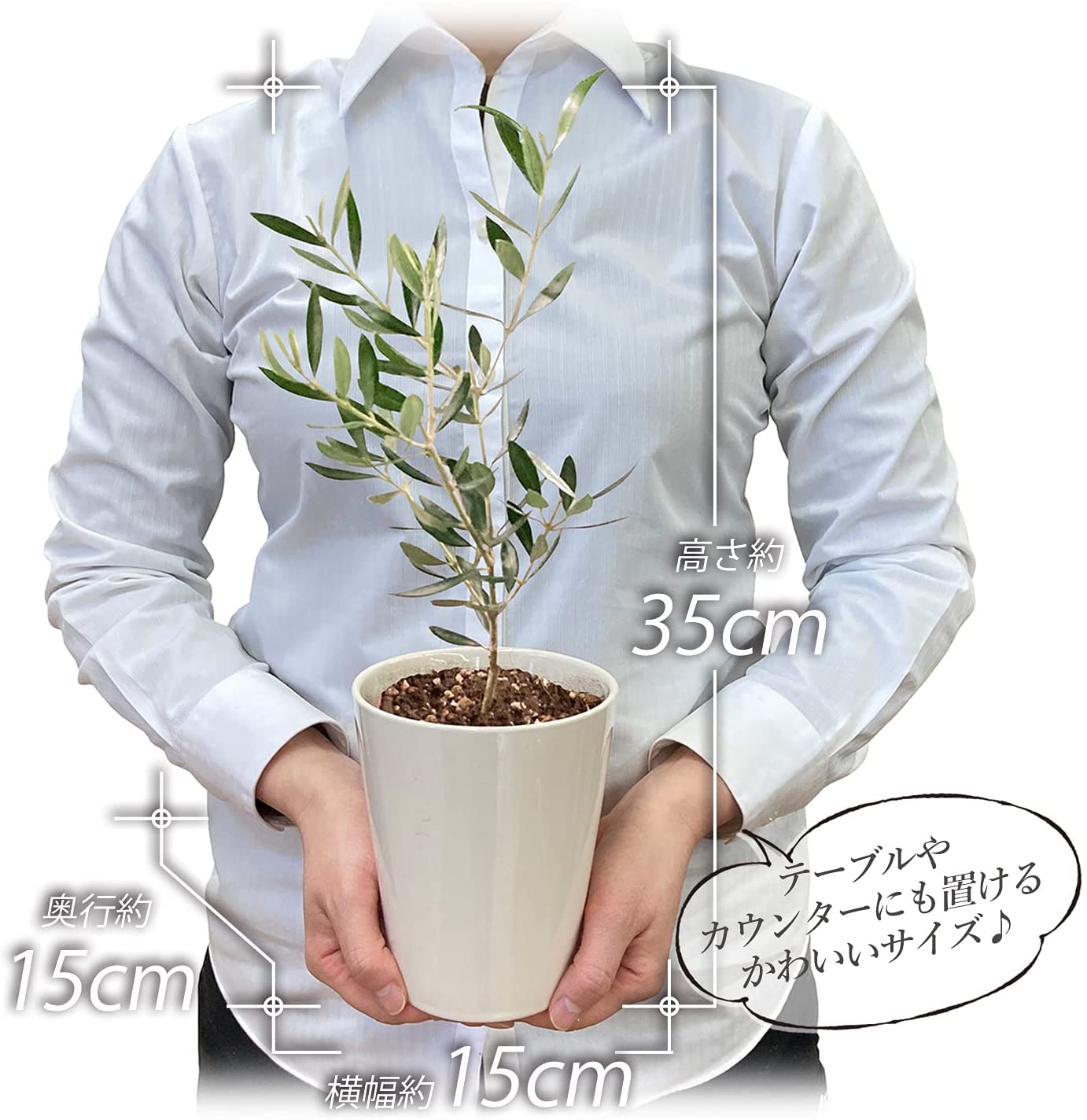新生活 オリーブ 4号 鉢植え 観葉植物 インテリア グリーン 陶器鉢