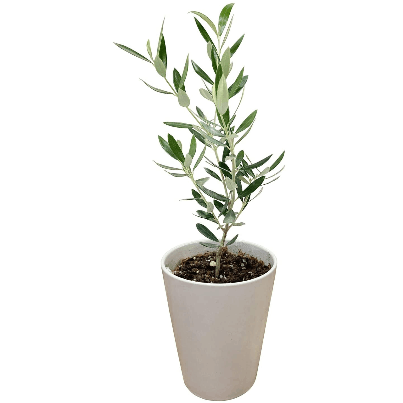 新生活 オリーブ 4号 鉢植え 観葉植物 インテリア グリーン 陶器鉢