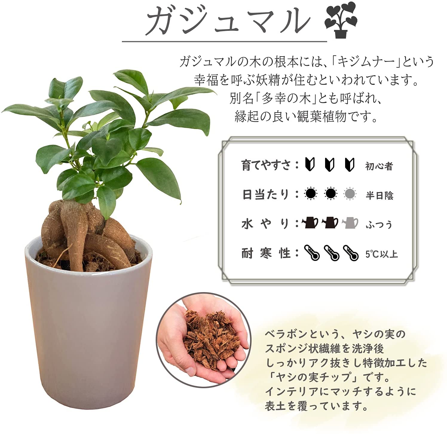 現品】多幸の木 ガジュマル ガジュマルの木 8号鉢 Ⅰ （現品