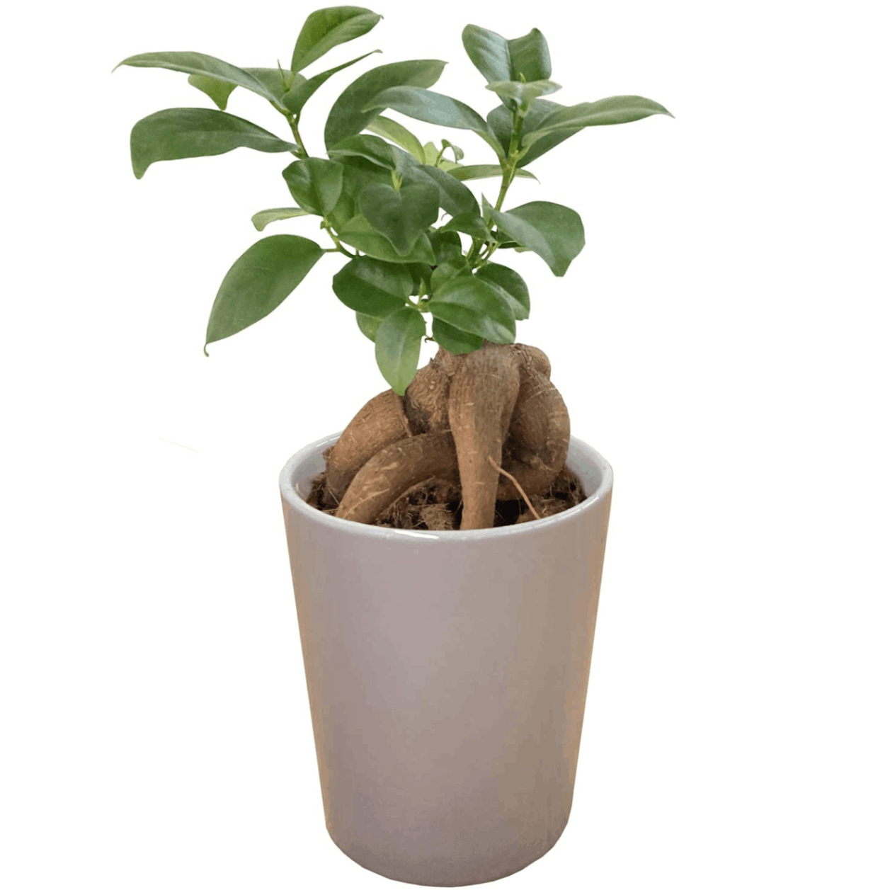 yt　幹極太　多幸の木　ガジュマル　プラ鉢発送 yt様専用 幹極太 多幸の木 ガジュマル プラ鉢発送 - メルカリ