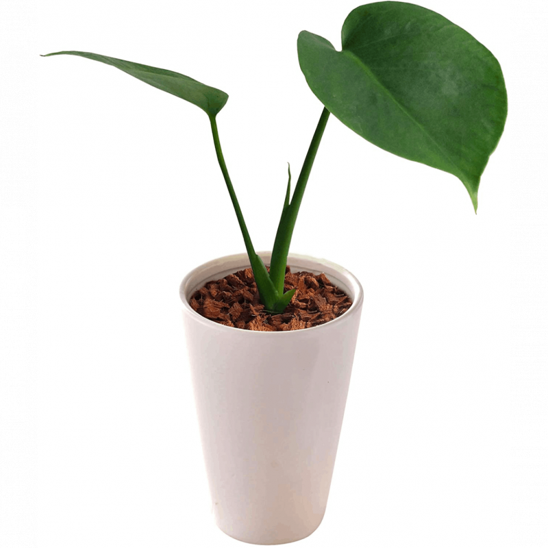 ��󥹥ƥ� �ҥ��󥹥ƥ� �ߥ˴��տ�ʪ ��󥹥ƥ�ȭ����