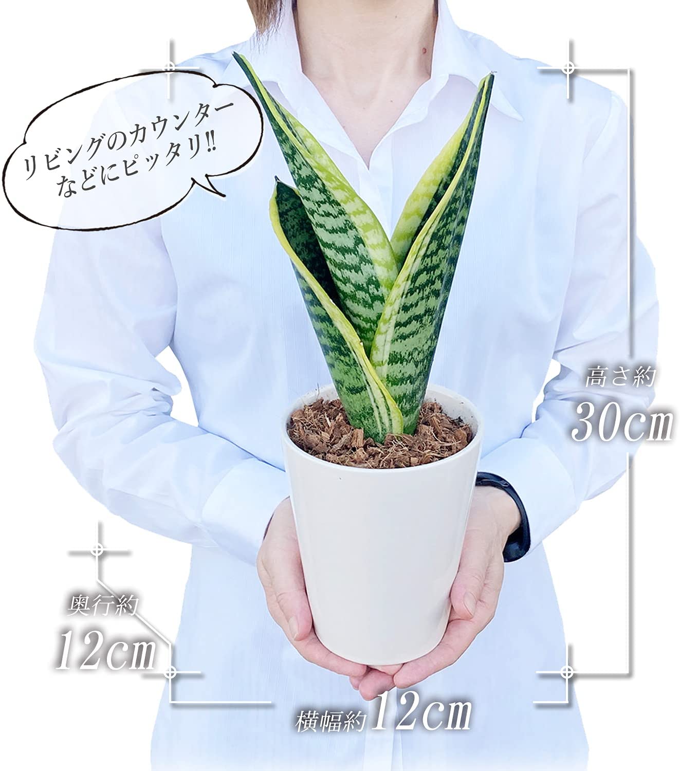 サンスベリア 虎の尾 サンスベリア鉢植え ミニ観葉植物 サンセベリア