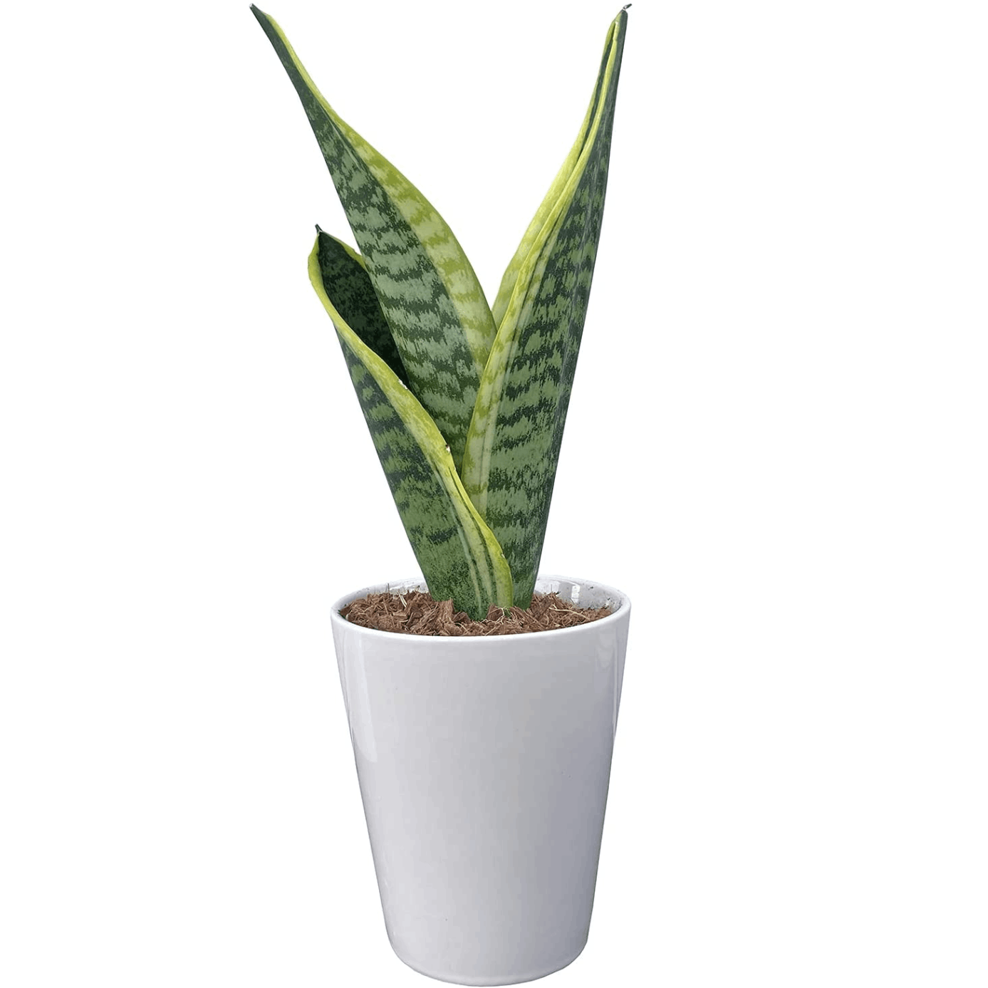 サンスベリア 虎の尾 サンスベリア鉢植え ミニ観葉植物 サンセベリア