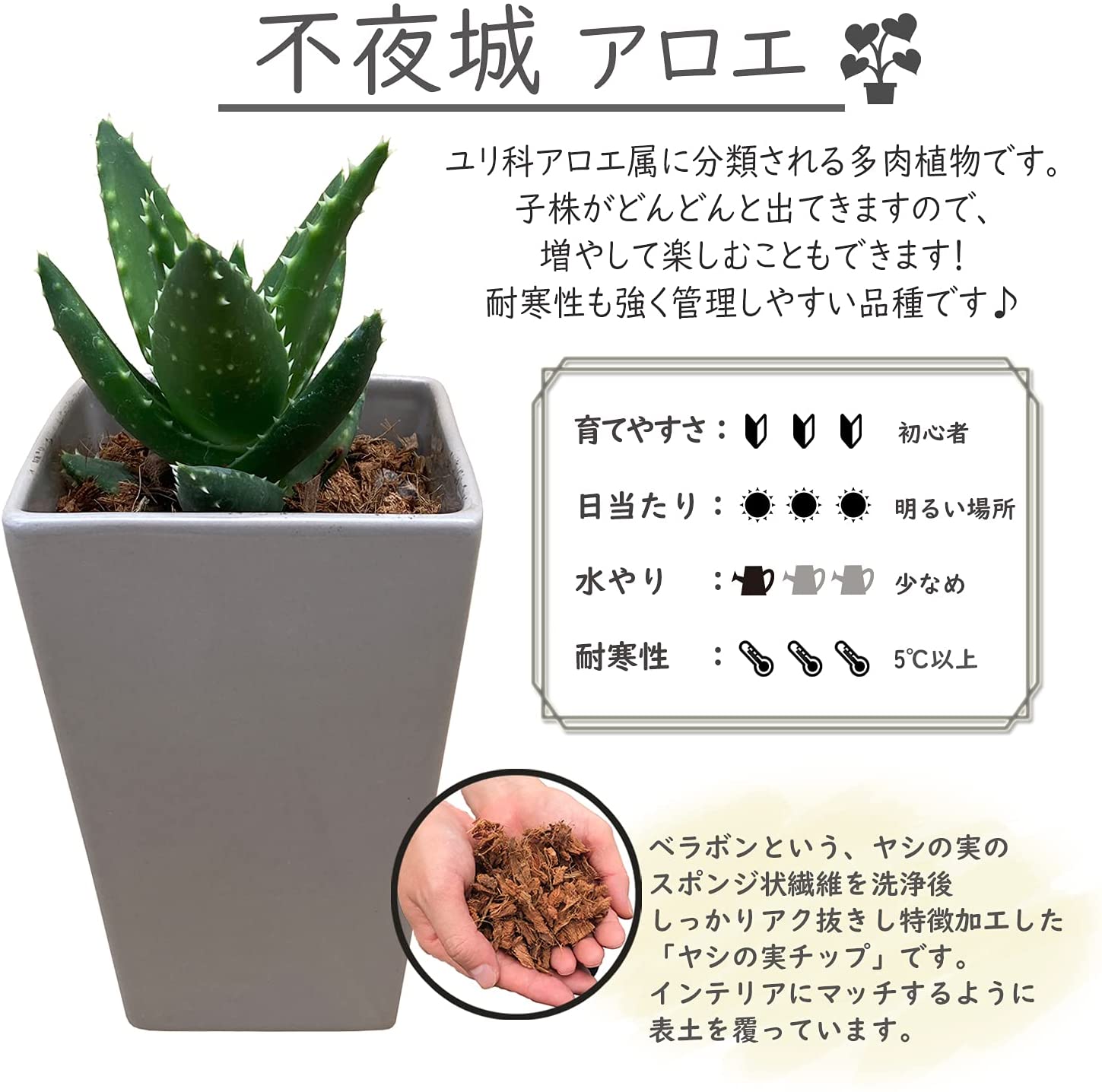 アロエ 不夜城 多肉植物 ロゼット インテリアミニ観葉植物 アロエ鉢植え ハーブも多肉も可愛い 安心と感動を送る フラワーギフト 花のギフト社