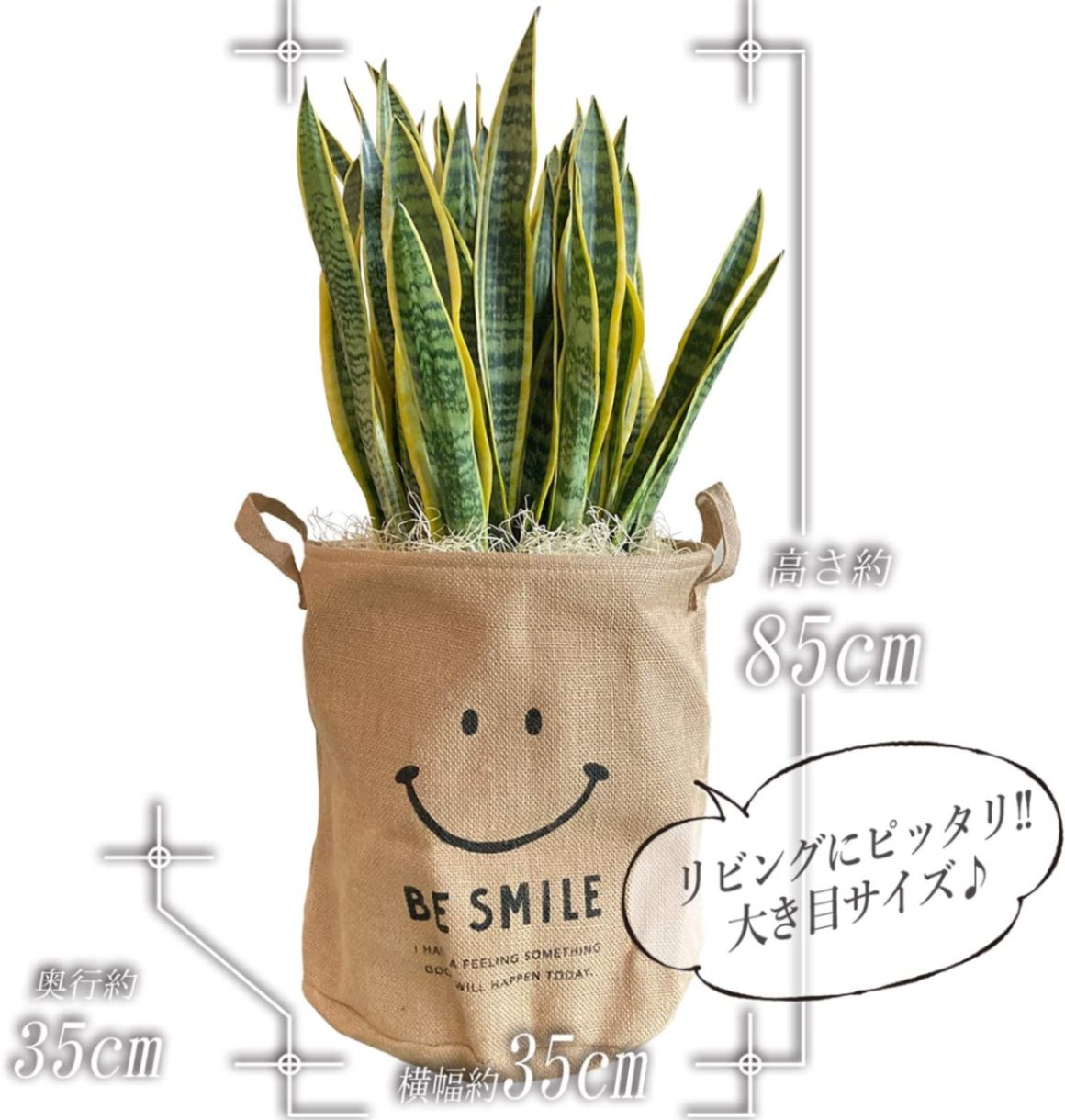 サンスベリア（大）麻袋付き 000000000381_2_Uy6Pk7w.jpg