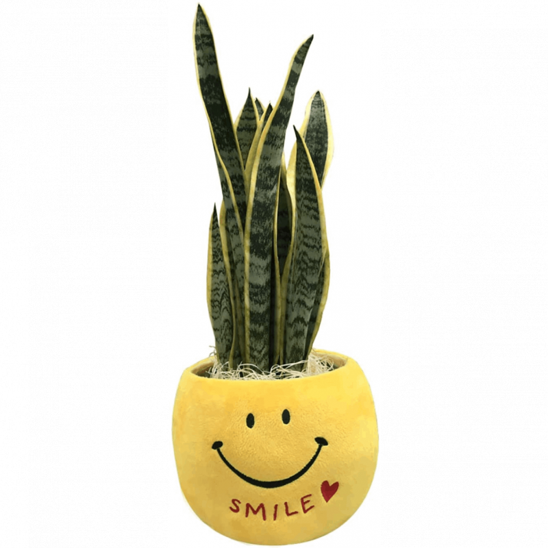 ���ޥ��륵�󥹥٥ꥢ5��ȭ ���տ�ʪ ����ƥꥢ ���꡼�� �˥������ ������ ����