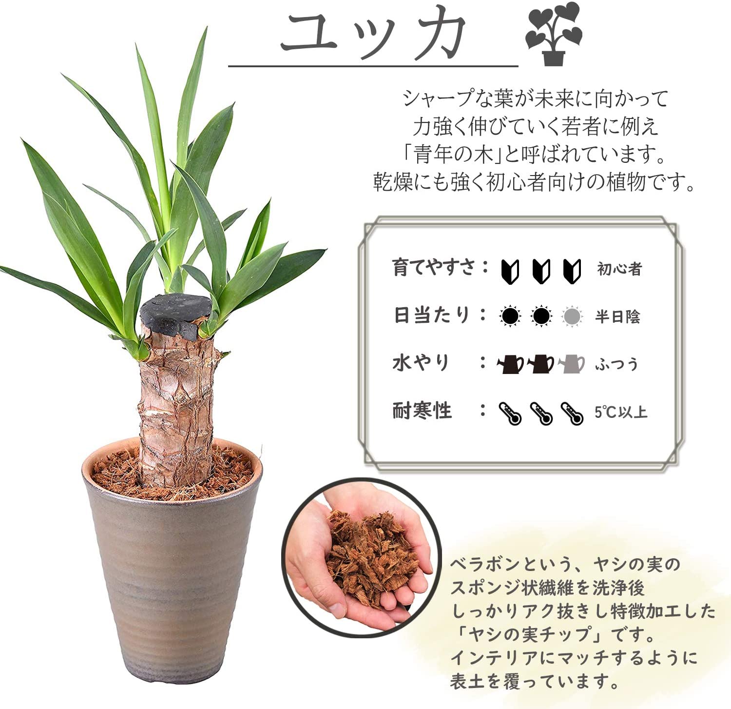 青年の木 ユッカ 4号 陶器 鉢植え 観葉植物 インテリア グリーン