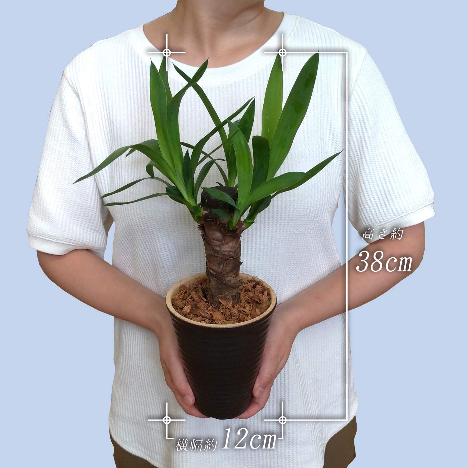 青年の木 ユッカ 4号 陶器 鉢植え 観葉植物 インテリア グリーン