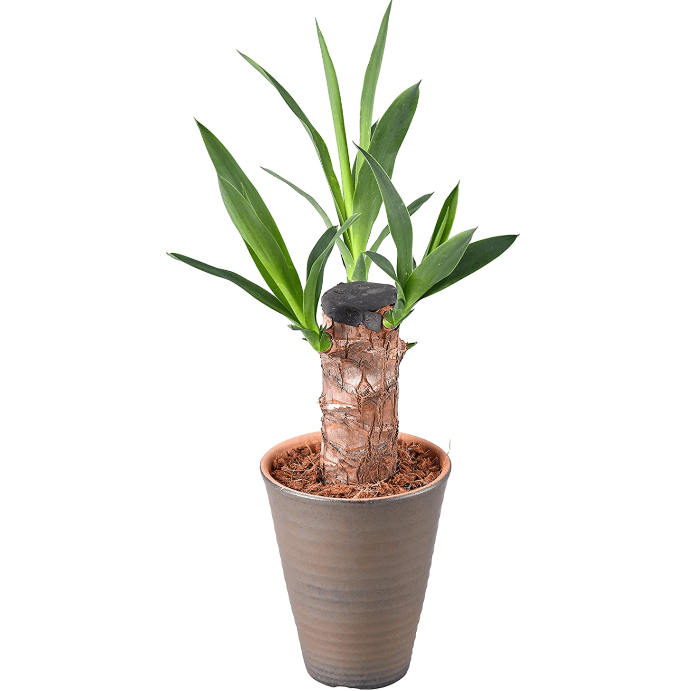 ユッカ 観葉植物 緑色鉢 人工 観葉植物 フェイク グリーン ユッカポット H約120cm 店舗