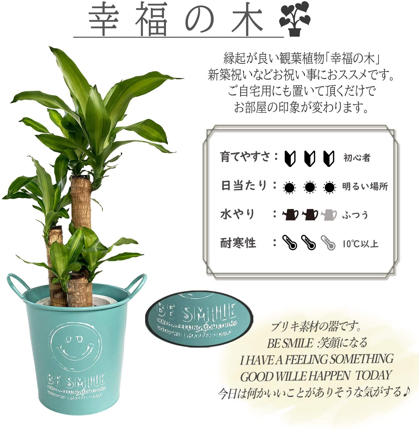 幸福の木 ドラセナ マッサン インテリア 観葉植物 にこちゃん ブリキ 誕生日 記念日 プレゼント 観葉植物 おしゃれな観葉植物 安心と感動を送る フラワーギフト 花のギフト社