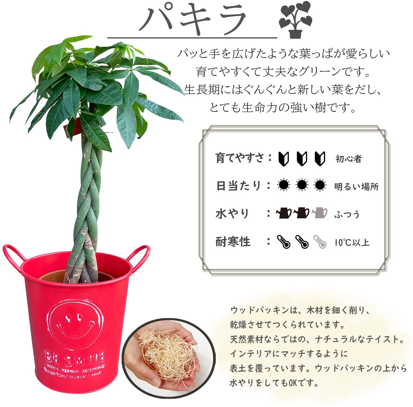 パキラ 観葉植物 本物 おしゃれ ぱきら 7号 大型 観葉 植物 | 観葉植物