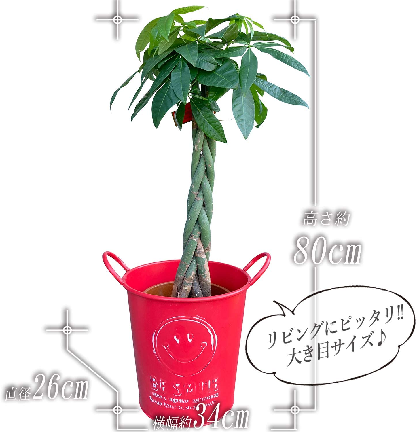 パキラ 観葉植物 本物 おしゃれ ぱきら 7号 大型 観葉 植物 | 観葉植物
