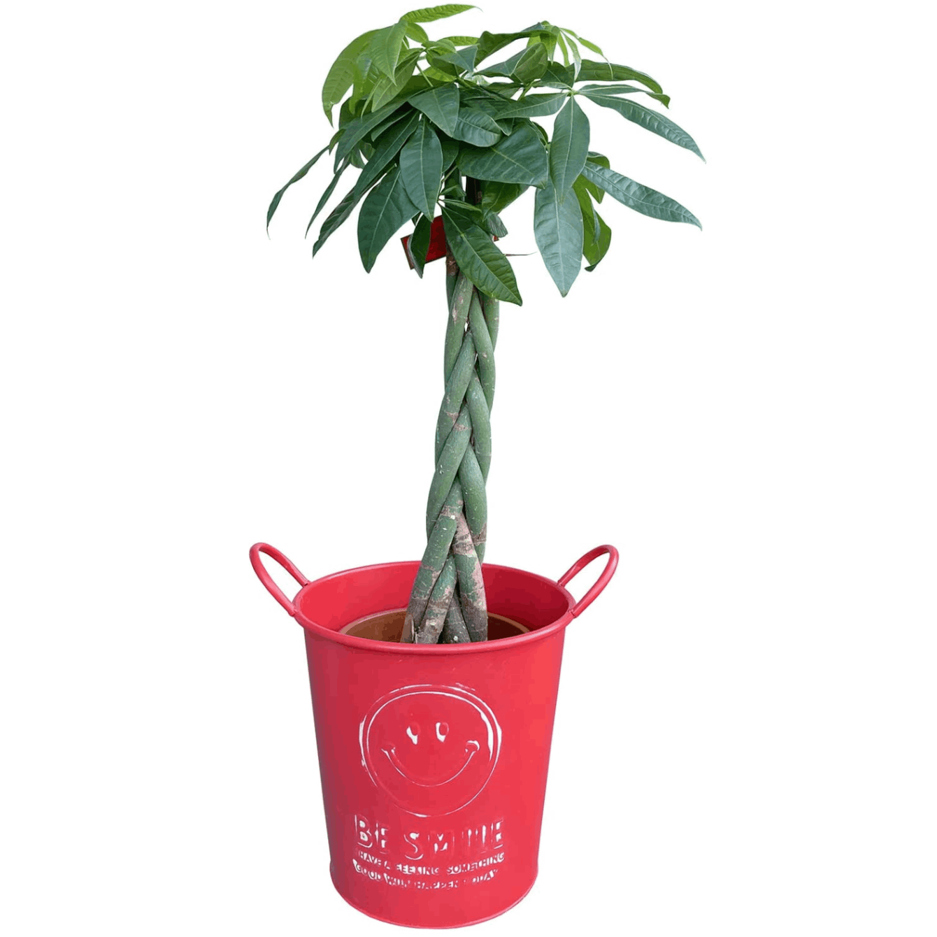 パキラ 観葉植物 本物 おしゃれ ぱきら 7号 大型 観葉 植物 | 観葉植物