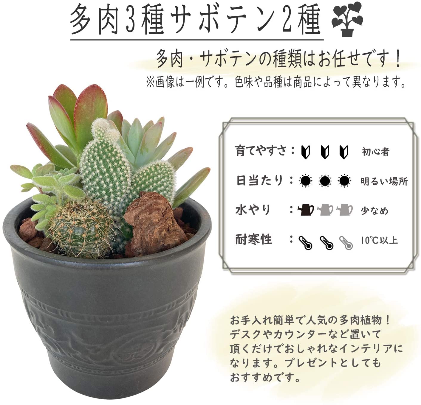 黒色 多肉植物 陶器鉢入り*3 陶器鉢 植木鉢 6号 丸型 艶消し 黒 ブラック おしゃれ