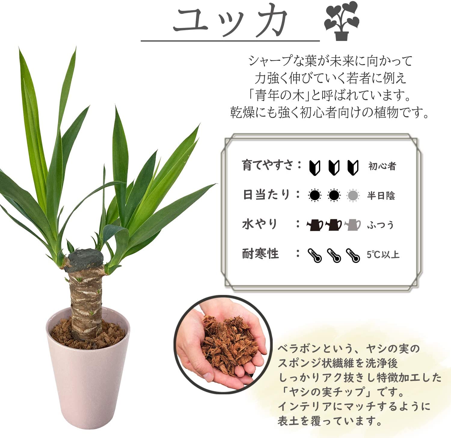 特大 ユッカ 190cm超 多頭 2本仕立て 大型観葉植物 青年の木 手渡し