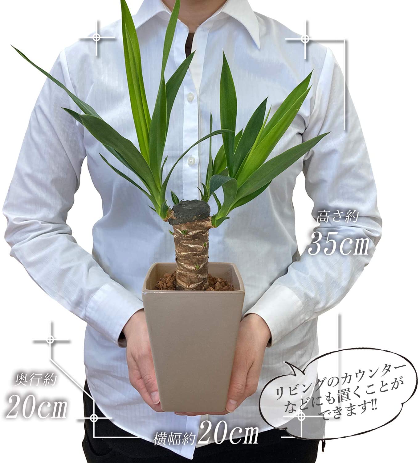 新生活 青年の木 ユッカ 4号 鉢植え 観葉植物 インテリア 陶器鉢 在宅